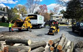 Best Tree Maintenance Programs  in South Eliot, ME