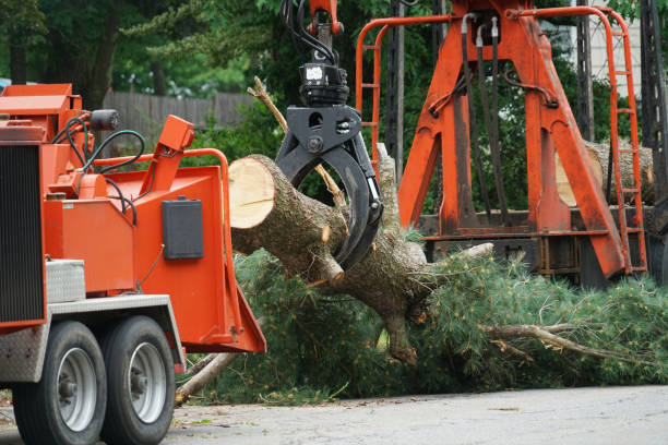 Best Tree and Shrub Care  in South Eliot, ME